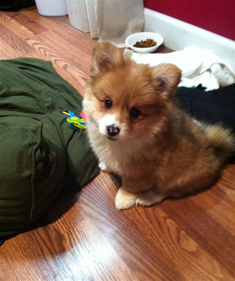 40 Times Corgis Mixed With Other Breeds, And The Result Was Absolutely Pawsome | Bored Panda