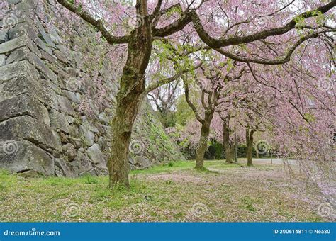 Cherry Blossoms Trees at Maizuru Castle, Fukuoka City, Japan. Stock Image - Image of blossom ...