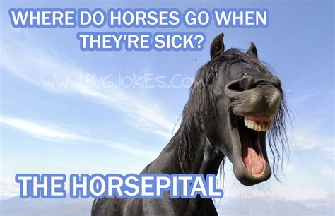 Horse Jokes For Kids