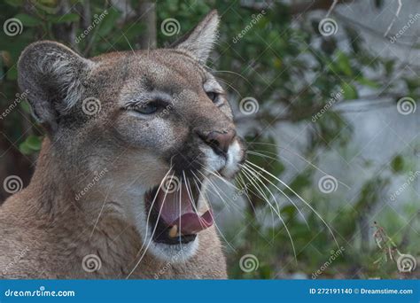 Closeup of a Yawning Mountain Lion. Stock Photo - Image of feline ...