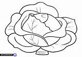Vegetable coloring Pages  lettuce Free Printable sketch template