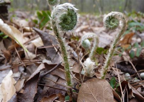 Polystichum acrostichoides | Christmas Fern Growing Guide