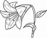 Lily coloring page  Free Printable Coloring Pages sketch template