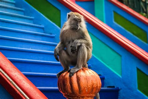 Visiting the Batu Caves near Kuala Lumpur - A complete guide · The ...