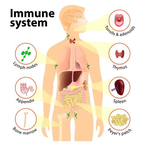 Immune System Diseases: Types, Symptoms, Prevention | STD.GOV Blog