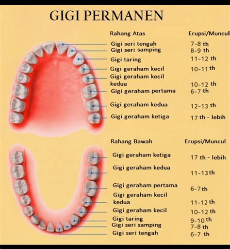 Belind C. H. on Twitter: "Lanjut, yak. Proses normal pergantian gigi ...