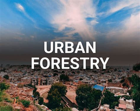 Plant Trees for Urban Forestry | One Tree Planted