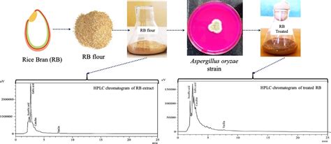 Aspergillus oryzae Fermented Rice Bran: A Byproduct with Enhanced ...