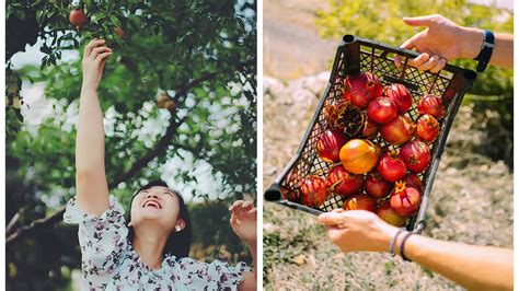 Useful Advice for Pruning Your Pomegranate Tree