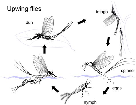 How to Choose the Correct Fly - Part 1 - Upwings (Ephemeroptera) - Gwent Angling Society