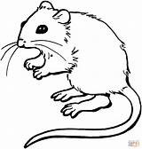 Slashcasual Mouse Coloring Page sketch template