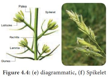 Racemose Inflorescence - Types of Inflorescence