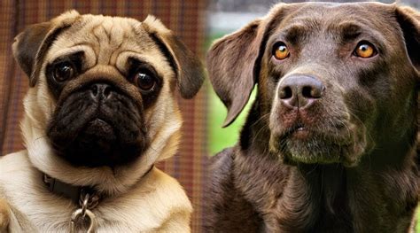 Which Dog Is Better Pug Or Labrador