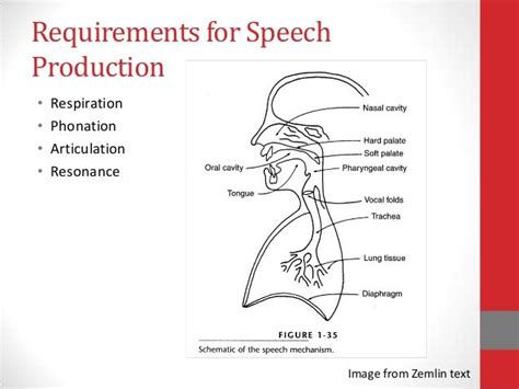 Requirements for Speech Production • Respiration • Phonation • Articulation • Resonance Image ...