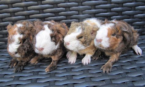 All Things Guinea Pig: Breeding Info