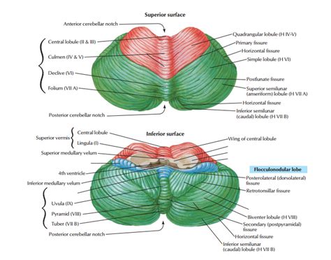 Cerebellar Anatomy - Anatomical Charts & Posters