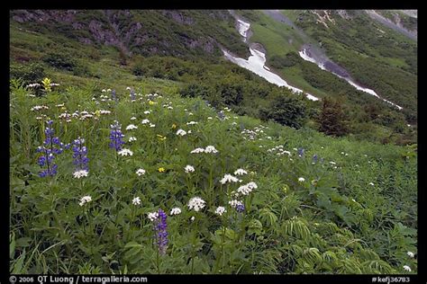 Picture/Photo: Lupine and white flowers, and neve, Marmot Meadows. Kenai Fjords National Park