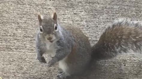 A CHEERFUL SQUIRREL EATING WALNUTS - YouTube