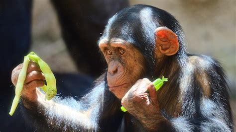 Premium Photo | Monkey eating in the zoo