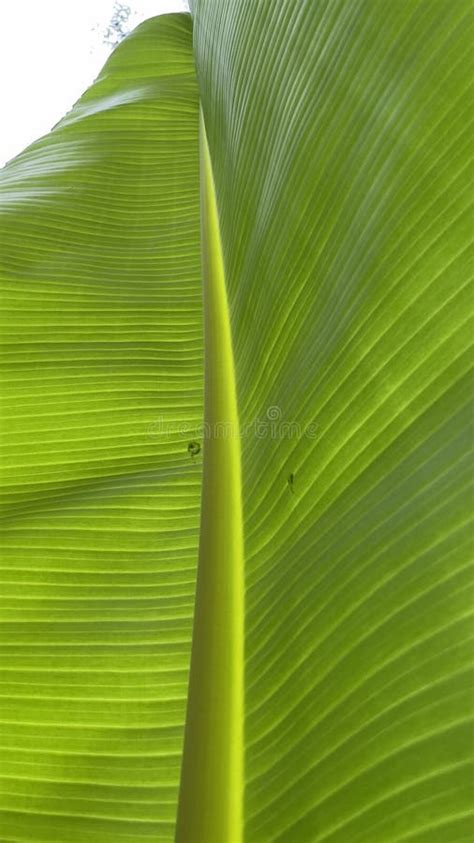 The Multi Purpose Use Banana Leaf Stock Photo - Image of blossom ...