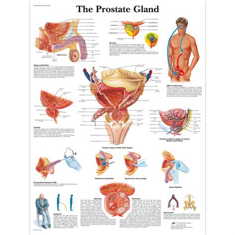 Prostate Gland Anatomy Chart - Clinical Charts and Supplies