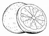 Grapefruit Coloring Pages Printable For Free Download sketch template