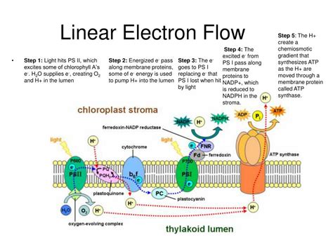 PPT - Photosynthesis and Cellular Respiration PowerPoint Presentation ...