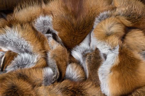 European Red Fox Fur Blanket basic style | Paustian Furs