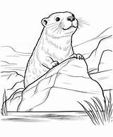 Premium Vector  River otter coloring Page sketch template
