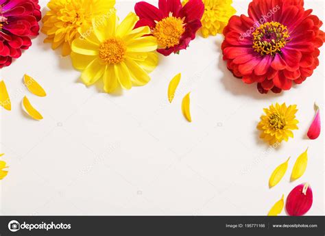 Red Yellow Flowers White Background Stock Photo by ©Kruchenkova 195771166