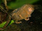 Pygmy Marmoset Facts, Baby, Habitat, Diet, Adaptations, Pictures