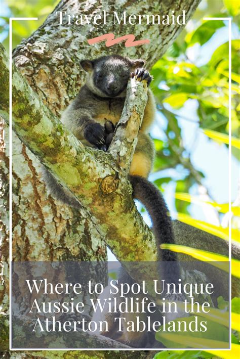 Where to Spot Unique Australian Wildlife in the Atherton Tablelands ...