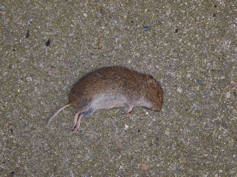 File:Dead Mouse.JPG