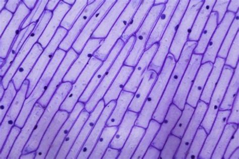 Classroom Activity: Cells and Microscopes - Britannica Education