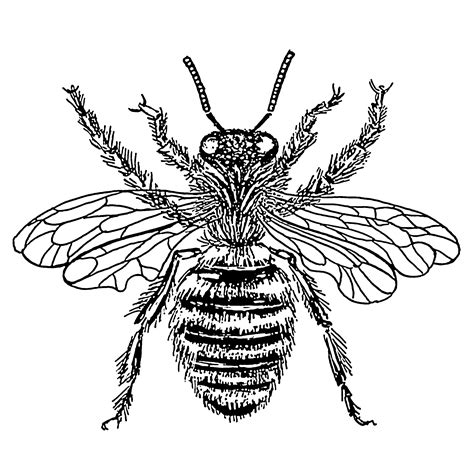 File:Bee - queen (PSF).png - Wikimedia Commons