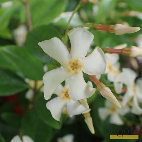 Chinese Jasmine | Trachelospermum 'Asiaticum' | On a 90cm Cane in a 3L – Roots Plants