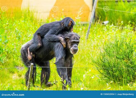 Closeup of a Young Western Chimpanzee Riding the Back of an Adult, Critically Endangered Animal ...