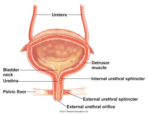 human physiology - How does the bladder transition from releasing urine at night to being able ...