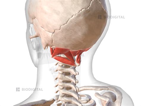 Suboccipital muscles | BioDigital Anatomy