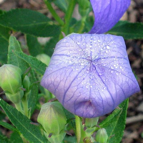 Komachi Balloon Flower, Campanula Seeds | Urban Farmer