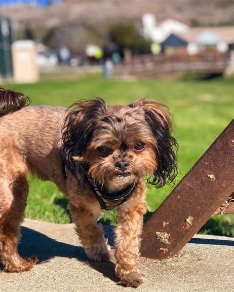 Is the Shih Tzu Yorkie Mix the Right Dog For You? - K9 Web