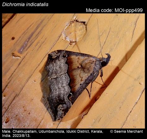 Dichromia indicatalis (Walker, [1859]) - | Moths