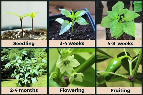 Jalapeño Plant Stages (w/Pictures) - Seedling to Harvest - Pepper Geek ...