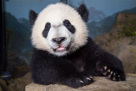 Watch giant baby panda Bei Bei play in the water from a hose - The Washington Post