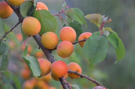Dwarf Puget Gold Apricot Tree - Easiest growing apricot tree! (2 years – Online Orchards