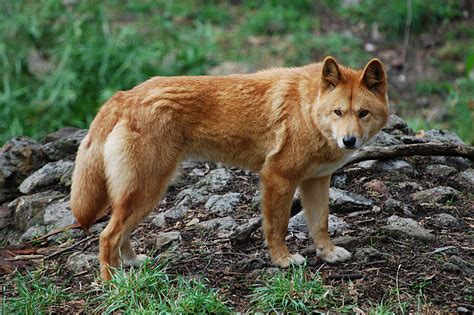 Datei:Canis lupus dingo - cleland wildlife park.JPG – Wikipedia