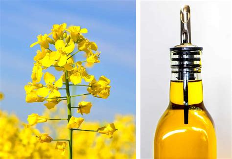 The Benefits of Rapeseed Oil | Innovative Food Ingredients