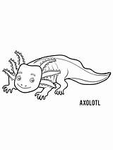 Axolotl Coloring Designlooter 69kb Drawings Sketch Page sketch template