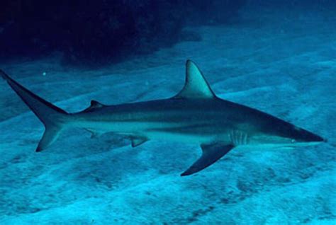 Caribbean Reef Shark Information and Picture | Sea Animals