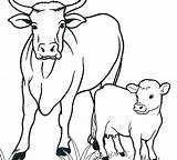 Cute Cow Coloring Pages PDF  Coloringfoldercom sketch template
